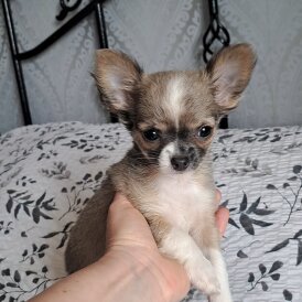 Chihuahua