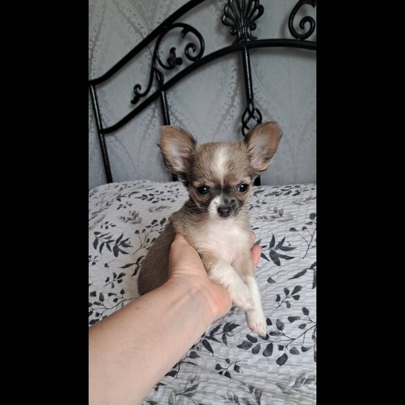 Chihuahua