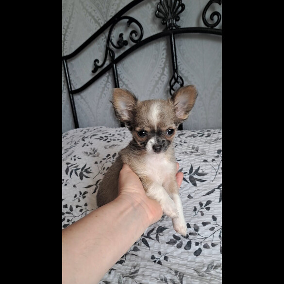Chihuahua