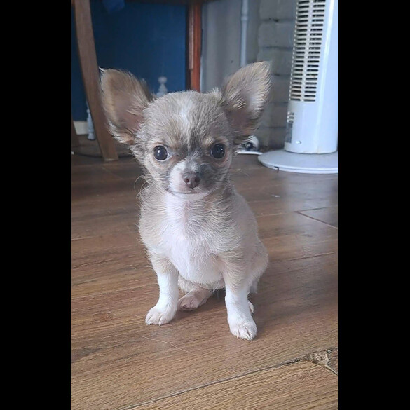 Chihuahua