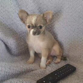 Chihuahua