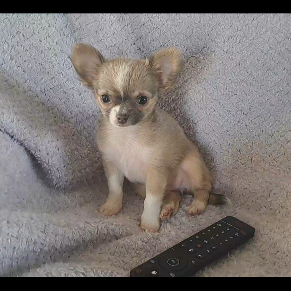 Chihuahua