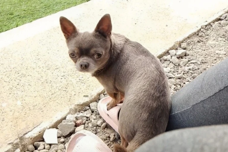 Chihuahua