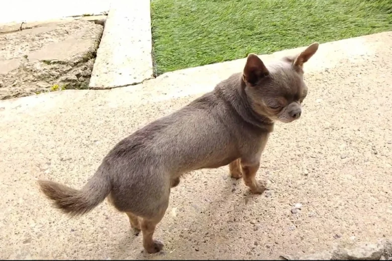 Chihuahua