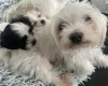 Mixed Breed