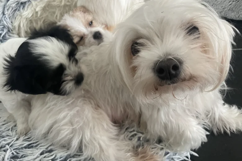 Mixed Breed