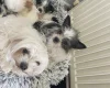 Mixed Breed