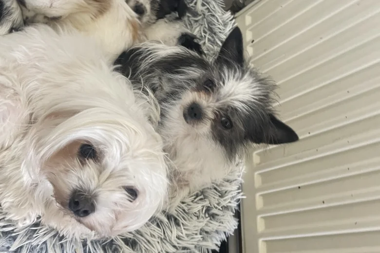 Mixed Breed