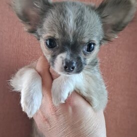Chihuahua