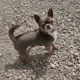 Chihuahua