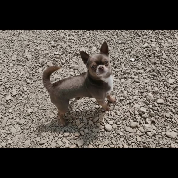 Chihuahua