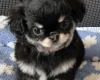 Chihuahua Long Coat