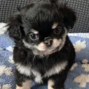 Chihuahua Long Coat