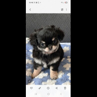 Chihuahua