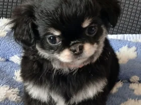 Chihuahua Long Coat