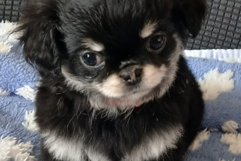 Chihuahua Long Coat