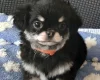 Chihuahua Long Coat