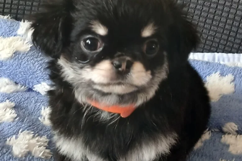 Chihuahua Long Coat