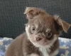 Chihuahua Long Coat