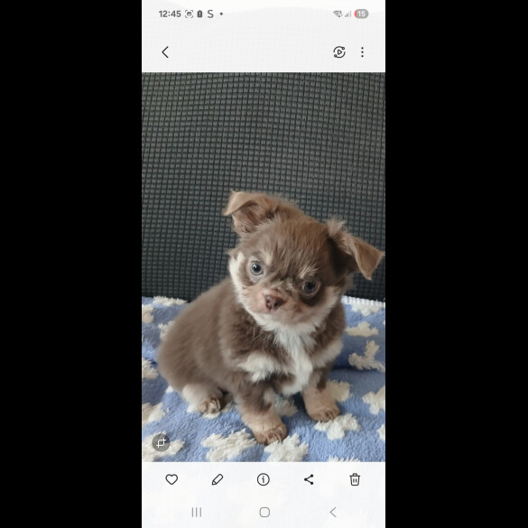 Chihuahua