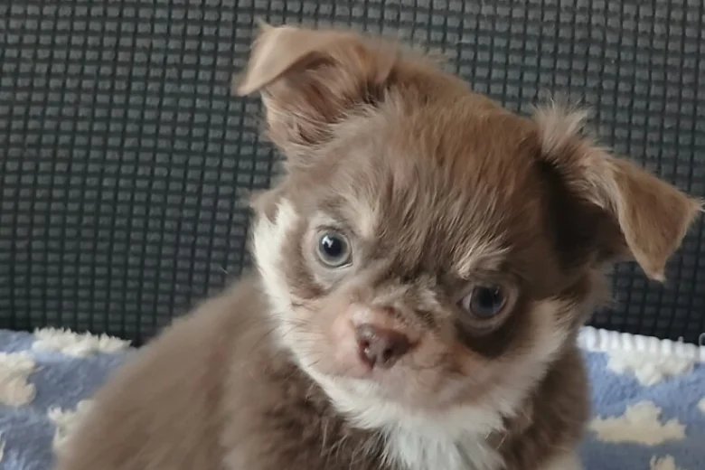 Chihuahua Long Coat