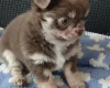 Chihuahua Long Coat