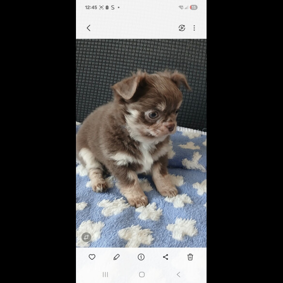 Chihuahua