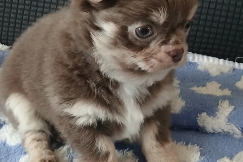Chihuahua Long Coat