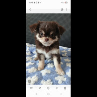 Chihuahua