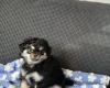 Chihuahua Long Coat