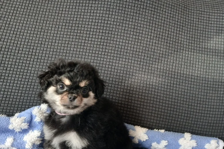 Chihuahua Long Coat