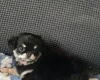 Chihuahua Long Coat