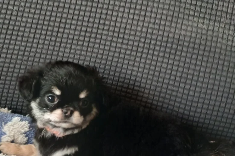 Chihuahua Long Coat