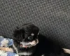 Chihuahua Long Coat