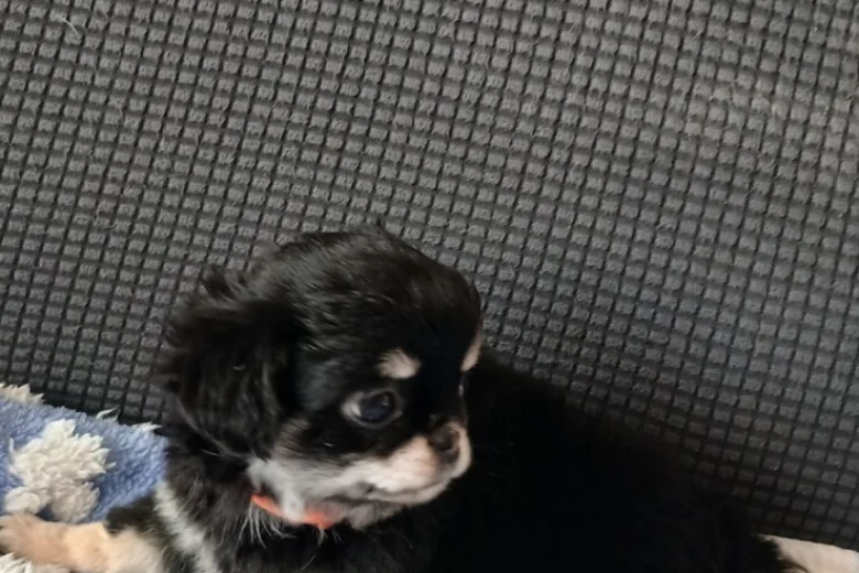 Chihuahua Long Coat
