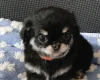 Chihuahua Long Coat