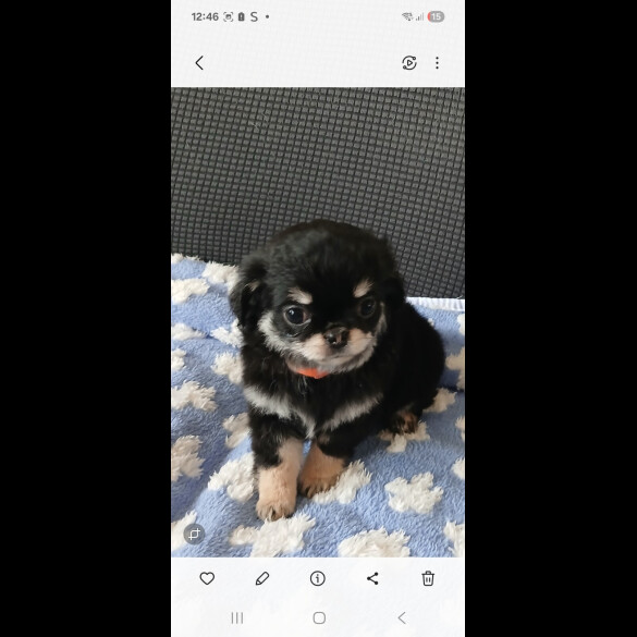 Chihuahua