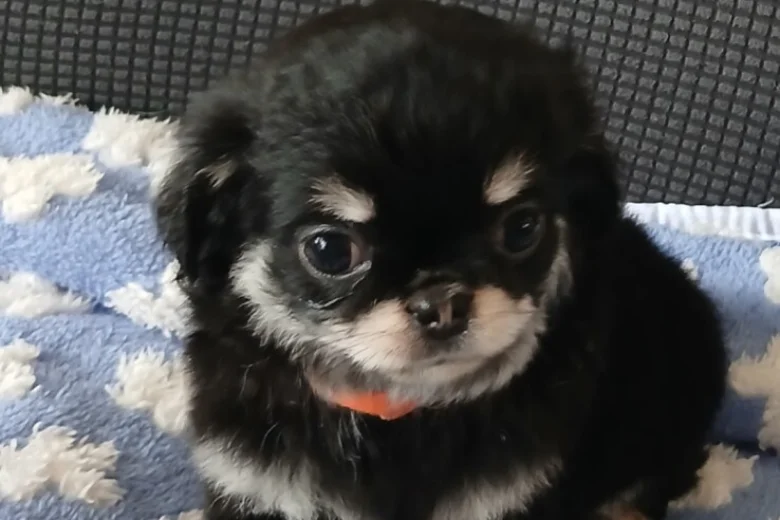 Chihuahua Long Coat