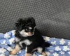 Chihuahua Long Coat