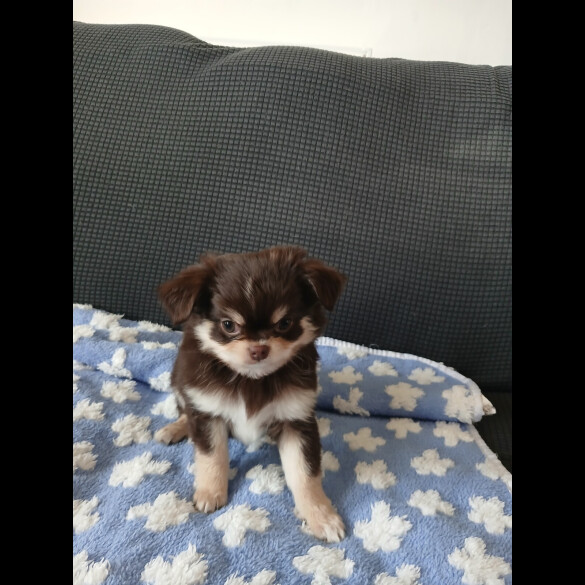 Chihuahua