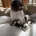 Cavapoo