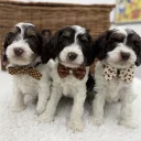 Cavapoo