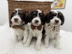 Cavapoo