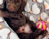 Toy Poodle