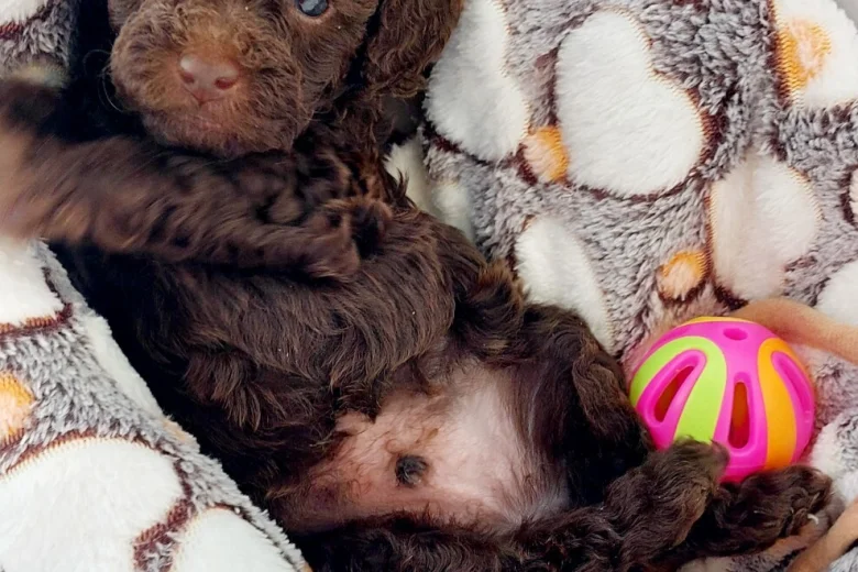 Toy Poodle