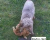 Toy Poodle