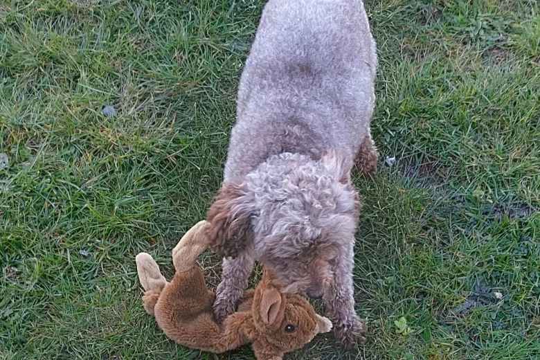 Toy Poodle