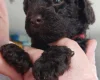 Toy Poodle