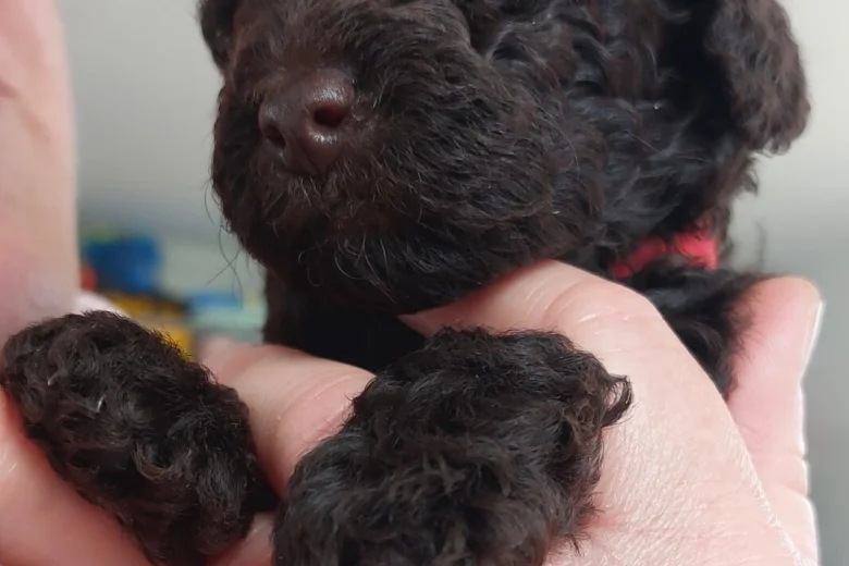 Toy Poodle