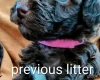 Toy Poodle
